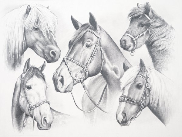 Тройка лошадей рисунок карандашом