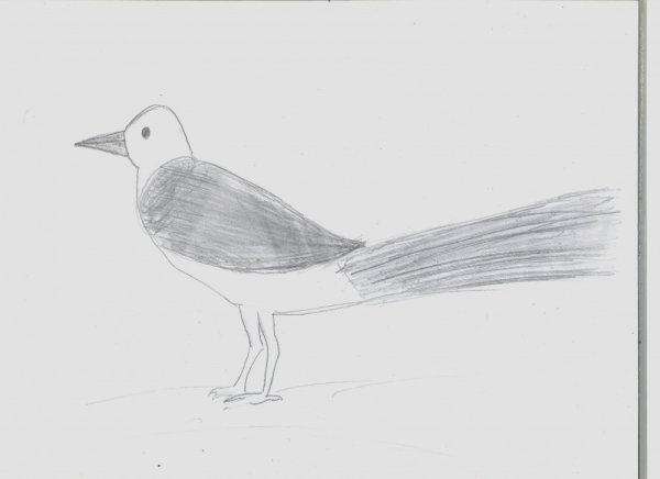 Сорока рисунок карандашом