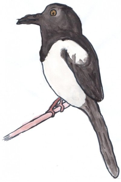 Сорока белобока