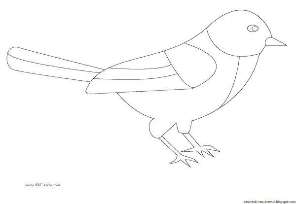 Сорока контур