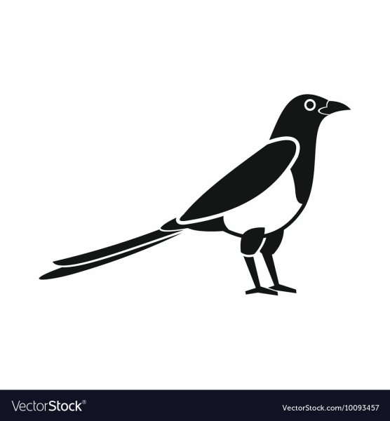 Сорока карандашом