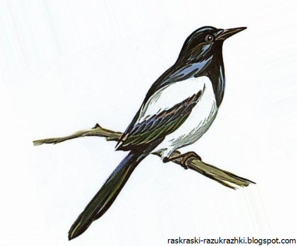 Поэтапное рисование птицы в подготовительной группе