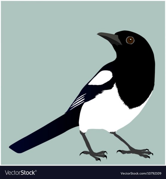 Сорока рисунок