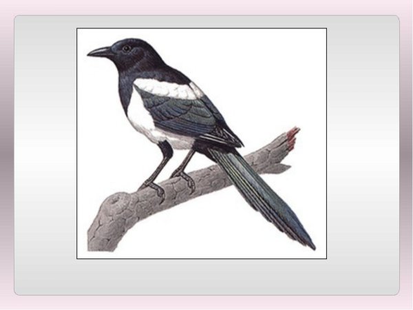 Силуэт сороки