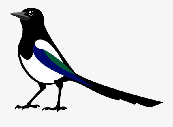 Зимующие птицы сорока для детей