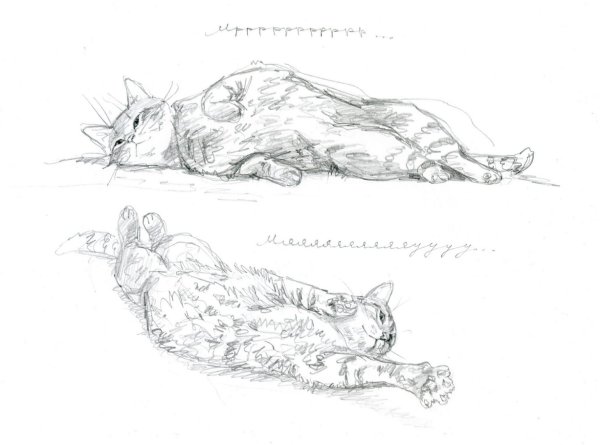 Лежачая кошка нарисовать
