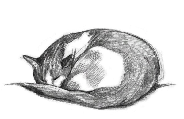 Лежачий кот рисунок