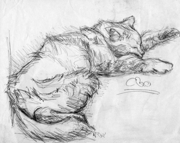 Зарисовка кота карандашом