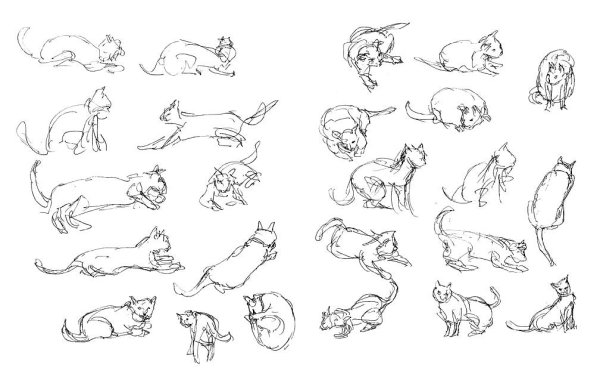 Кот сзади референс