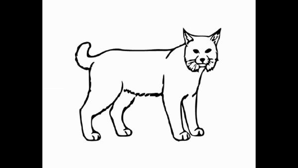 Рысь рисунок