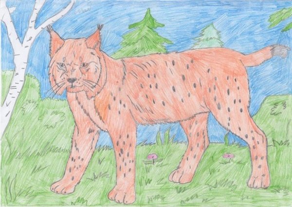 Рысь рисунок для детей