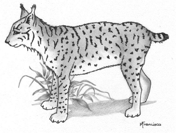 Рысь раскраска