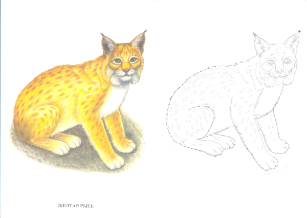 Схема рисования рыси