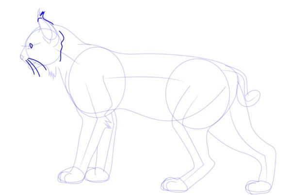 Рысь рисунок