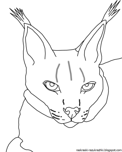 Рысь раскраска для детей