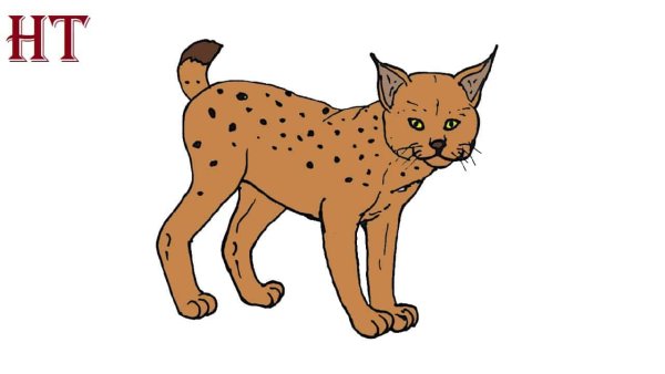 Рысь поэтапное рисование