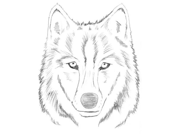 Голова волка раскраска