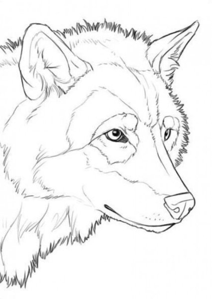 Голова волка рисунок