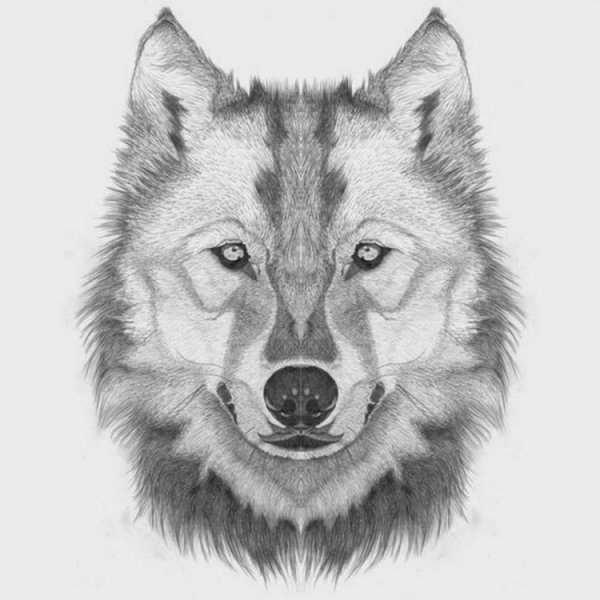 Очертания морды волка