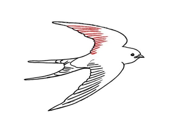 Ласточка рисунок карандашом