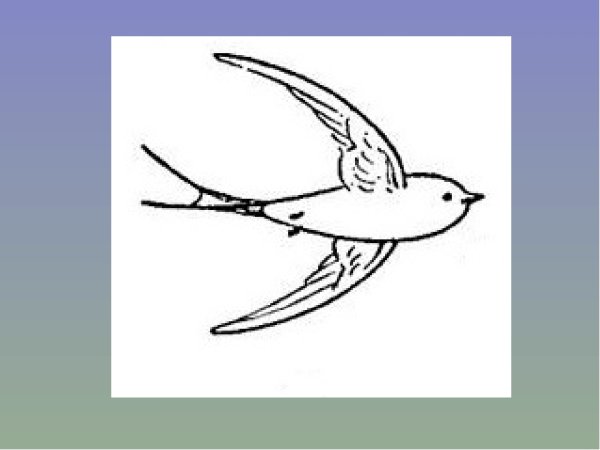 Ласточка пошаговое рисование