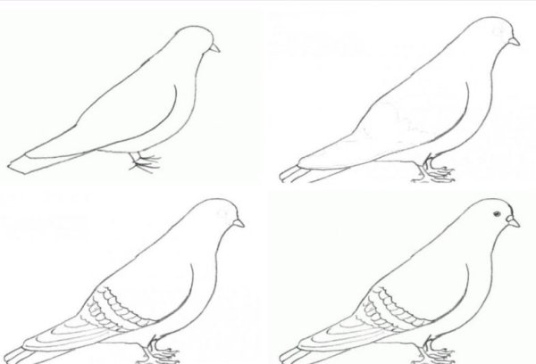 Голубь для рисования