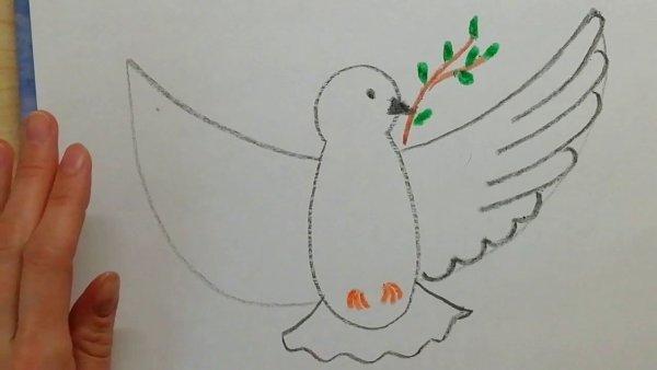 Голубь рисунок