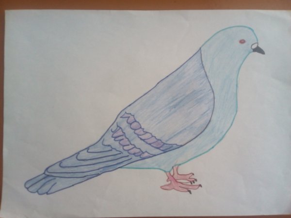 Голубь рисунок