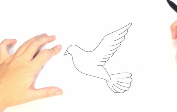 Поэтапное рисование голубя