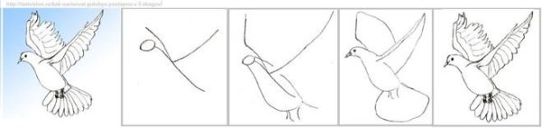 Голубь рисунок карандашом