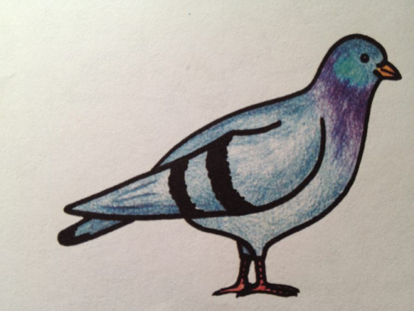 Голубь для срисовки