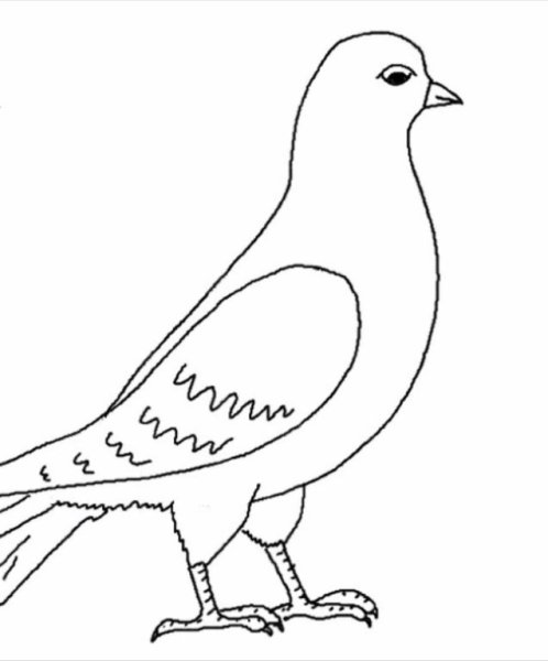 Нарисовать голубя поэтапно