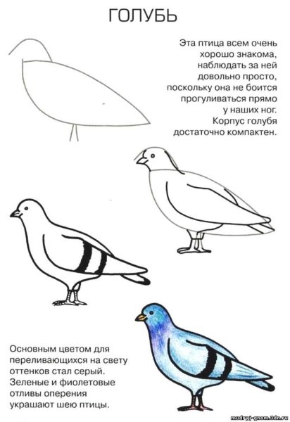 Голубь рисунок