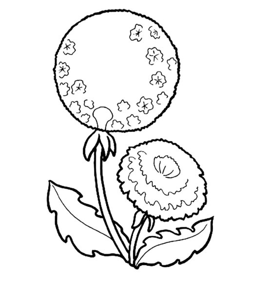 Сирень раскраска