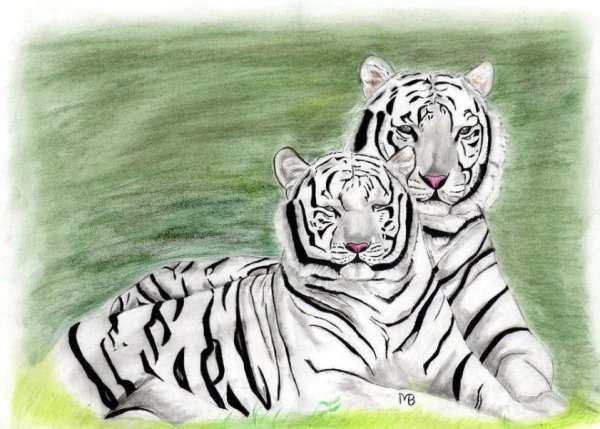 Белый тигр карандашом