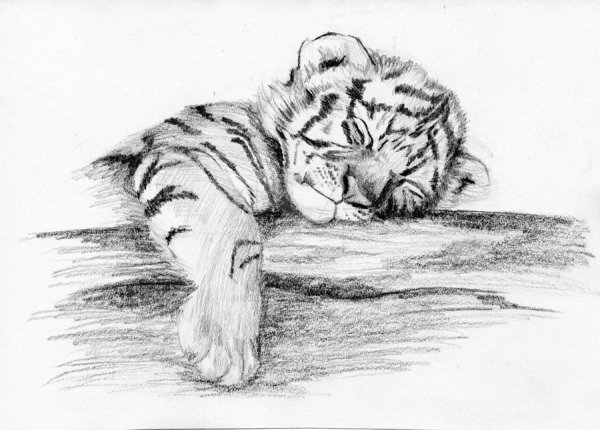 Тигр карандашом