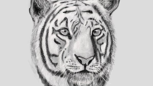 Тигр эскиз карандашом для начинающих