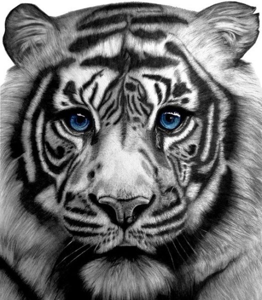 Тигр скетчинг