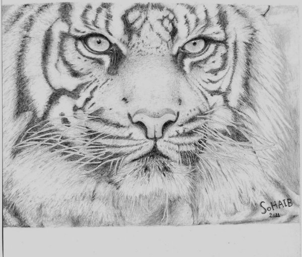 Морда тигра карандашом
