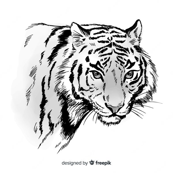 Схематичный рисунок тигра