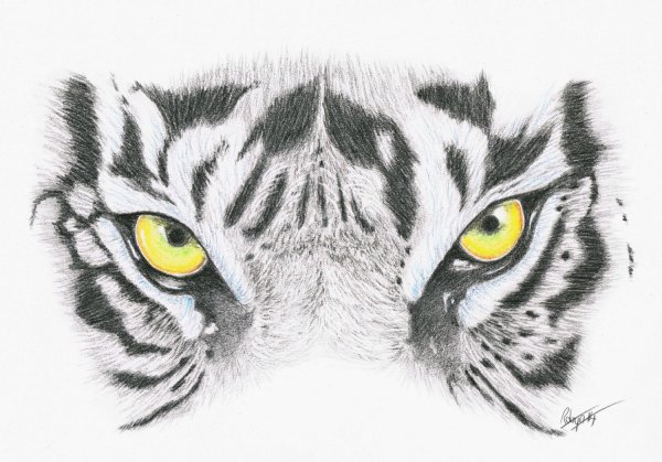 Морда тигра для рисования