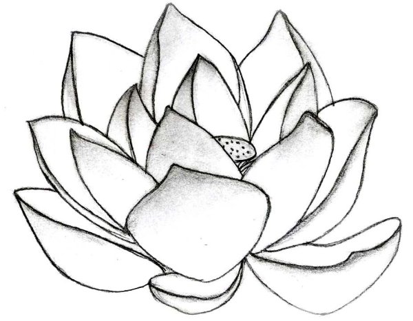 Цветы карандашом для срисовки