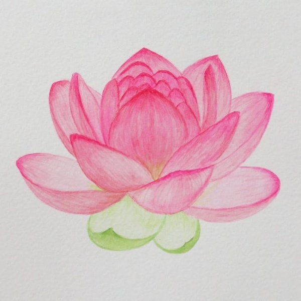 Цветы простым карандашом