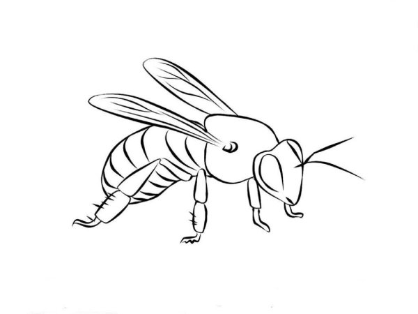Пчела раскраска