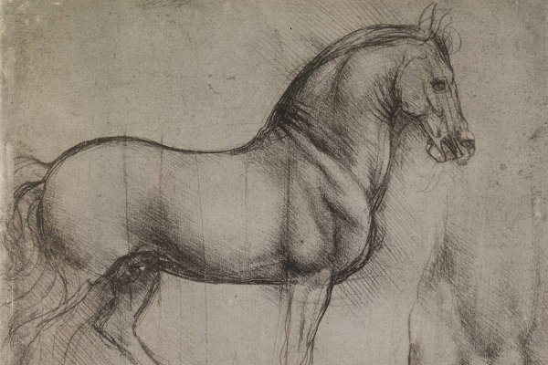 Морда лошади рисунок