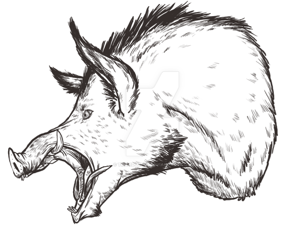 Дикий кабан для срисовки