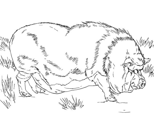 Кабан рисовать