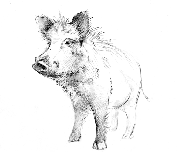 Дикий кабан скетч