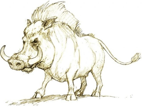 Кабан раскраска