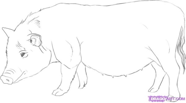 Дикий кабан карандашом